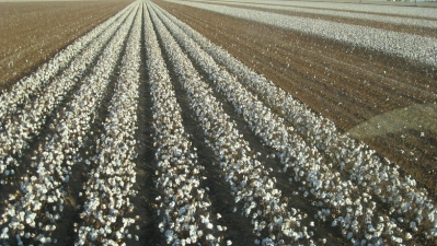 O maior destaque do VBP de agosto foi o algodão, com aumento de 75,6% (Foto: Kimberly Vardeman/CCommons)